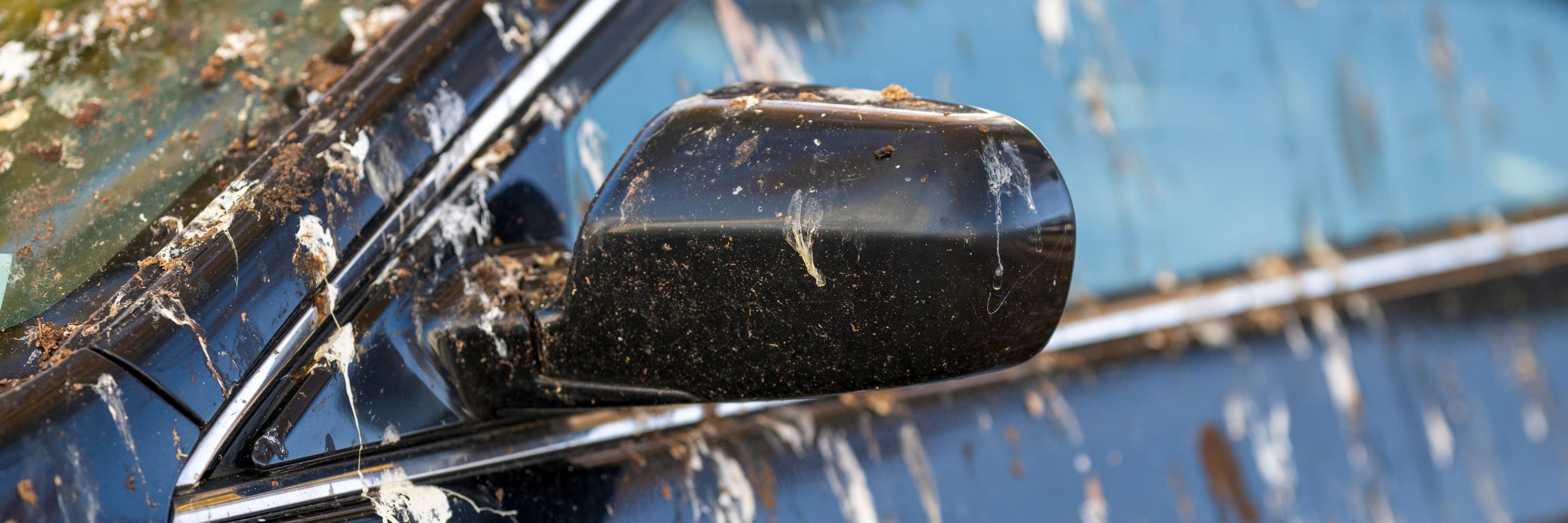 Bird droppings on a car