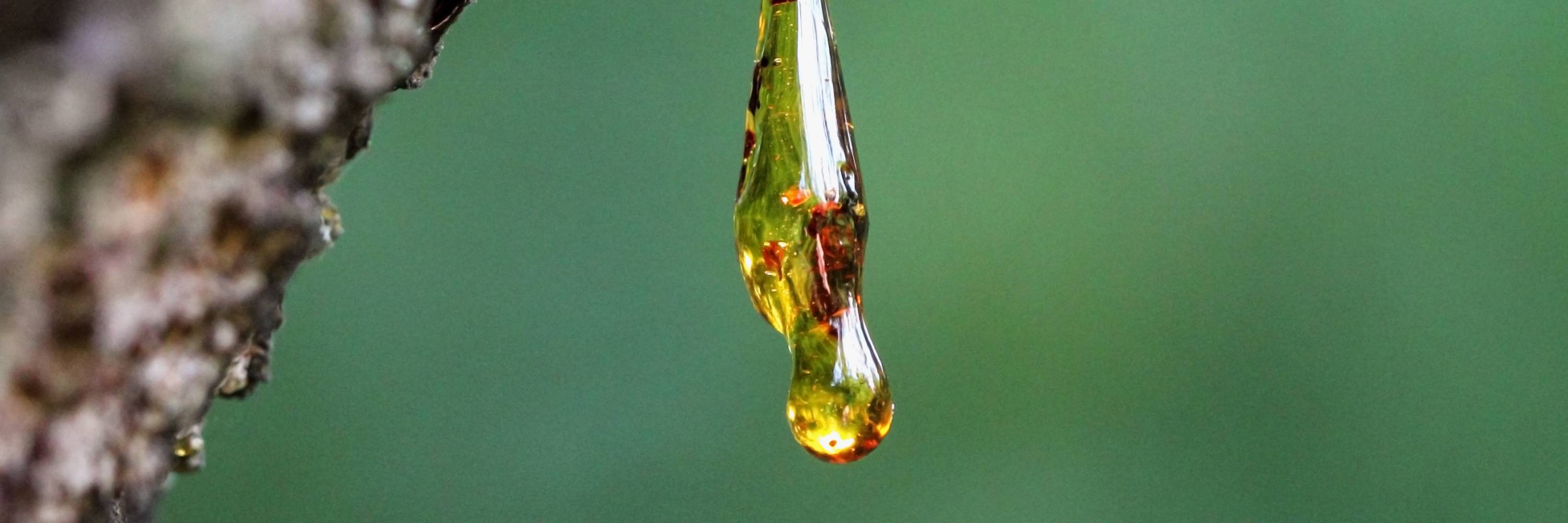 Tree sap